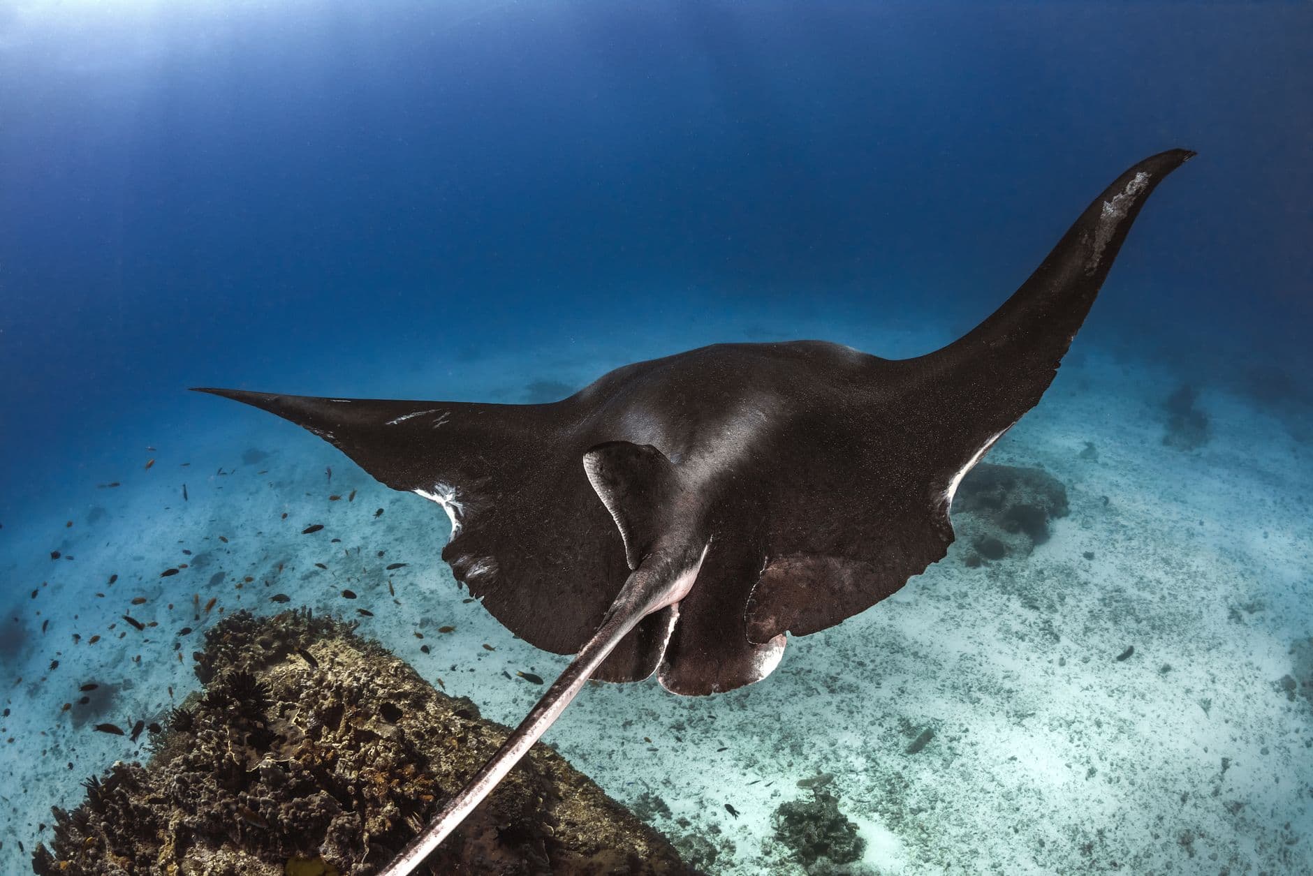 El baile de las mantas