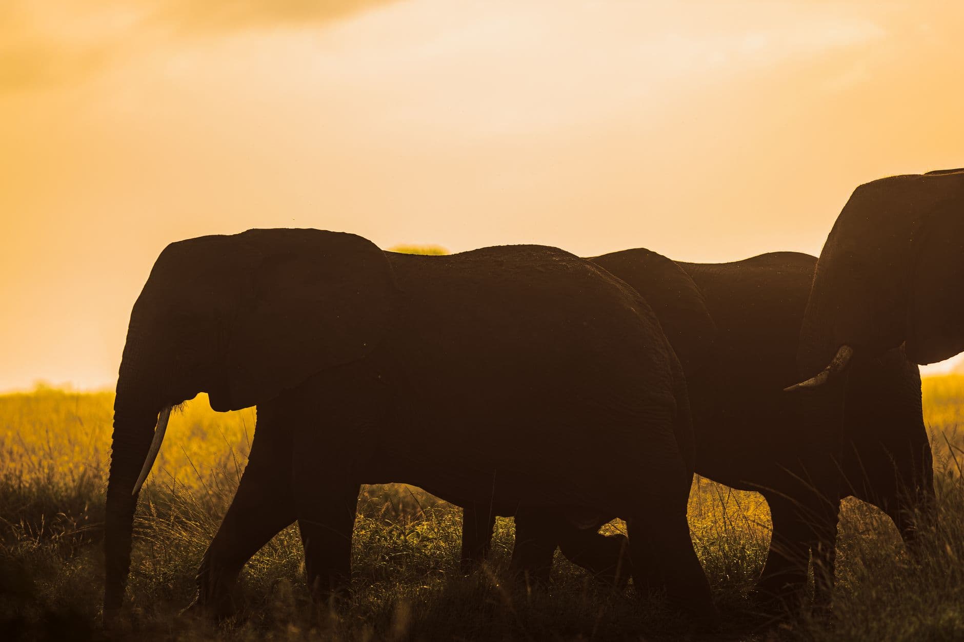 Safari y sur