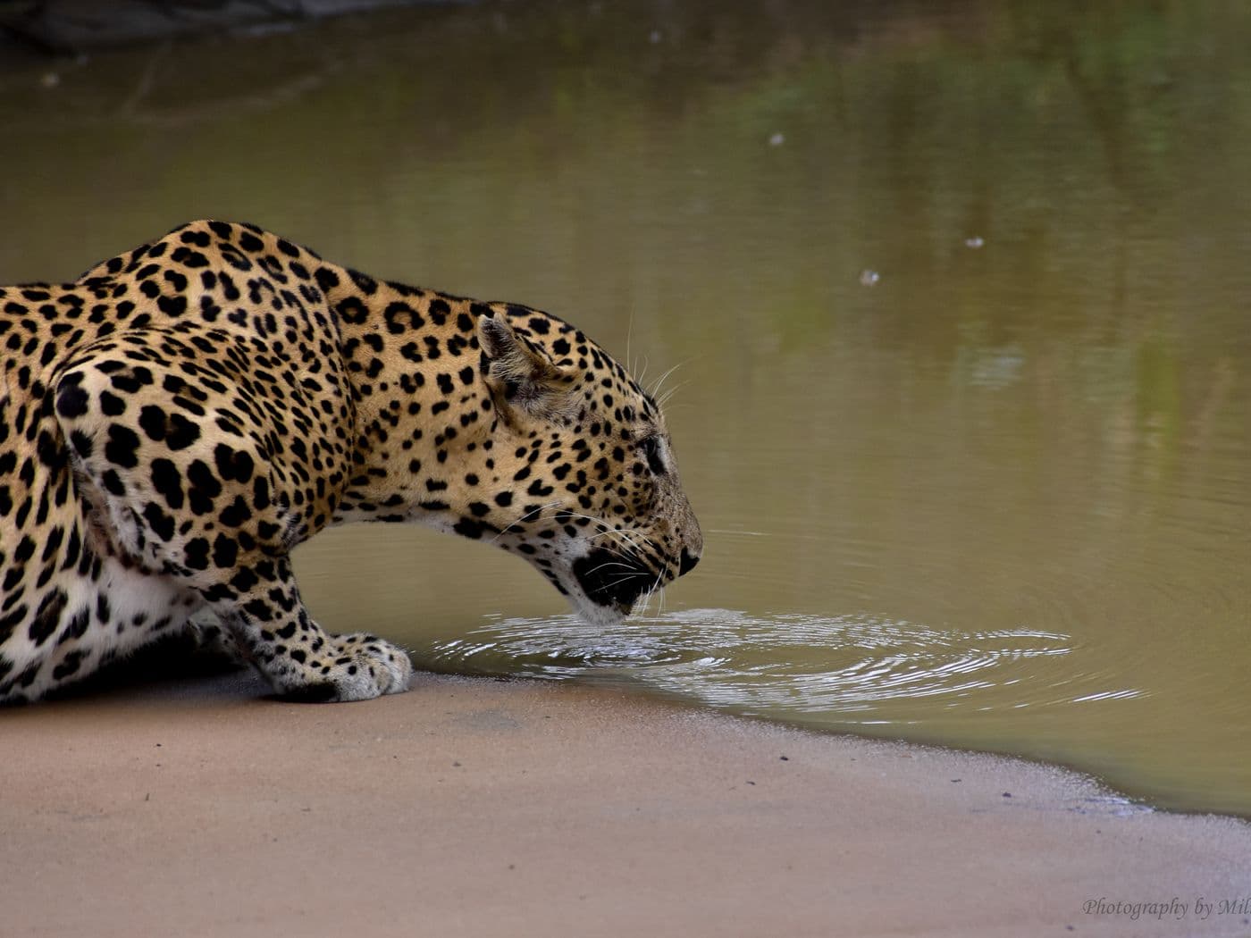 Naturaleza y safari