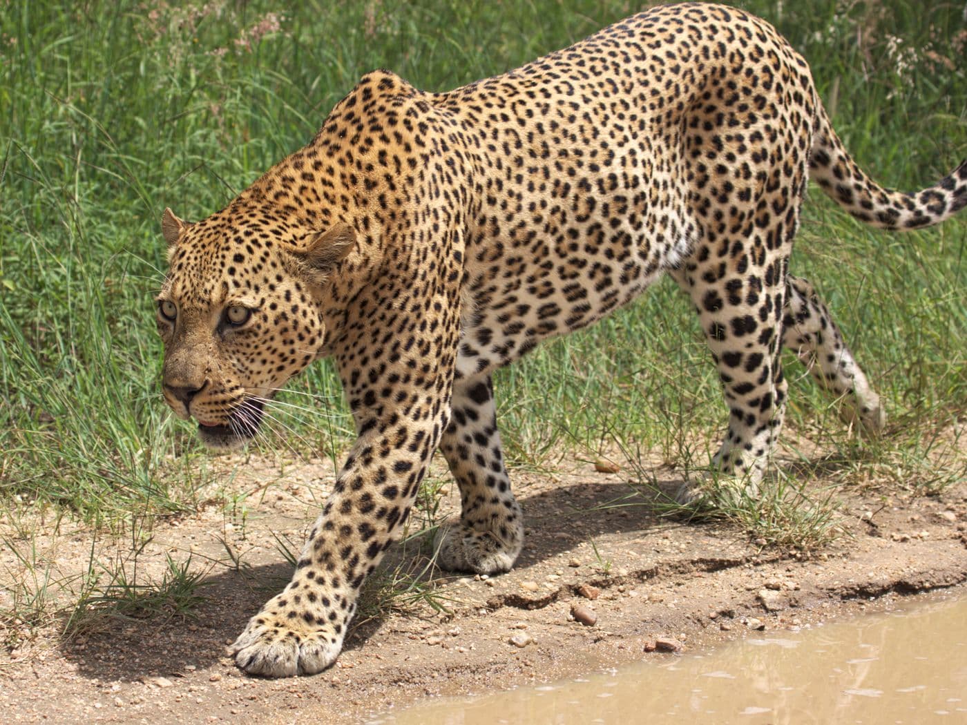 Safari