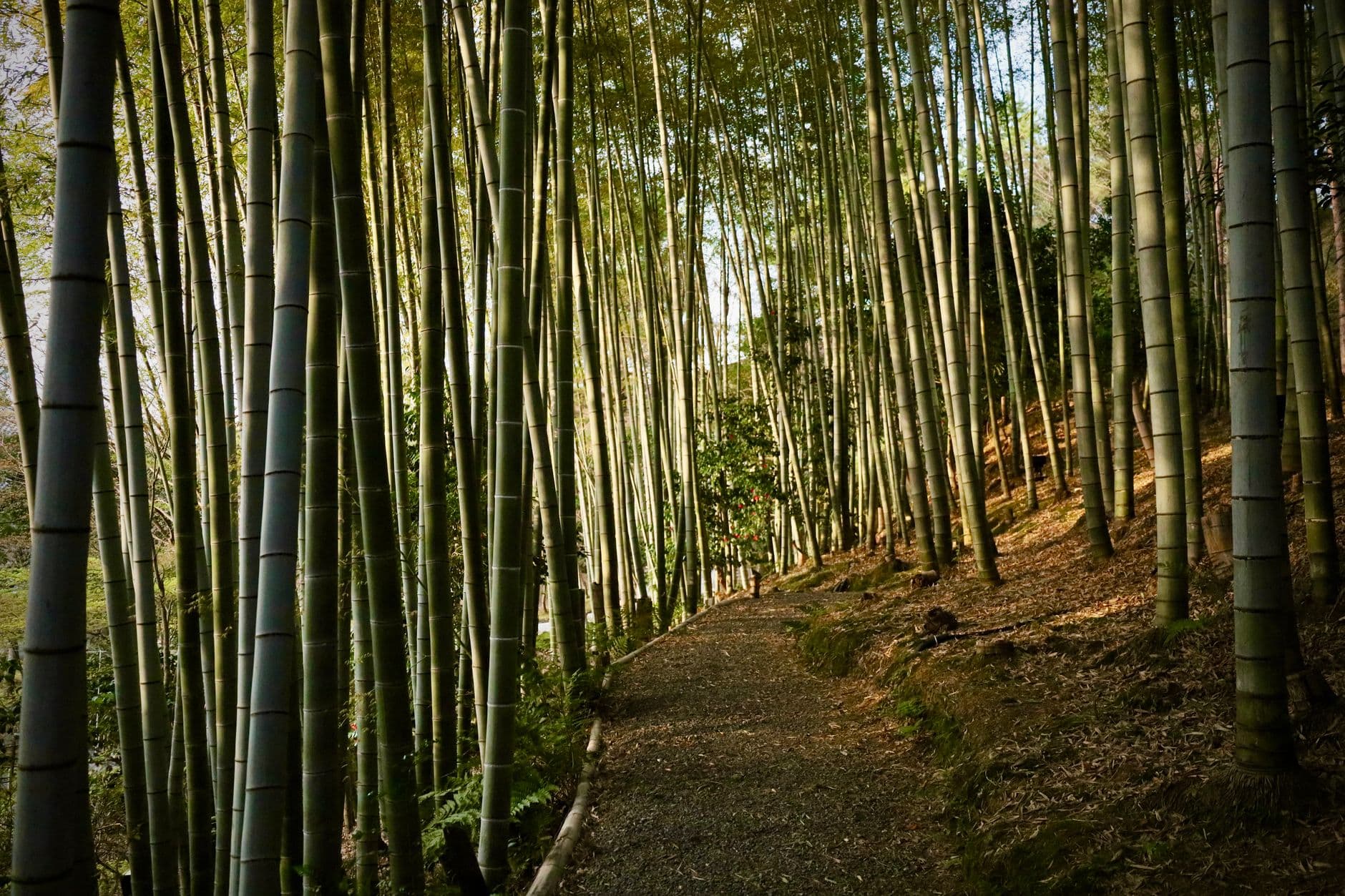 Aman Kyoto