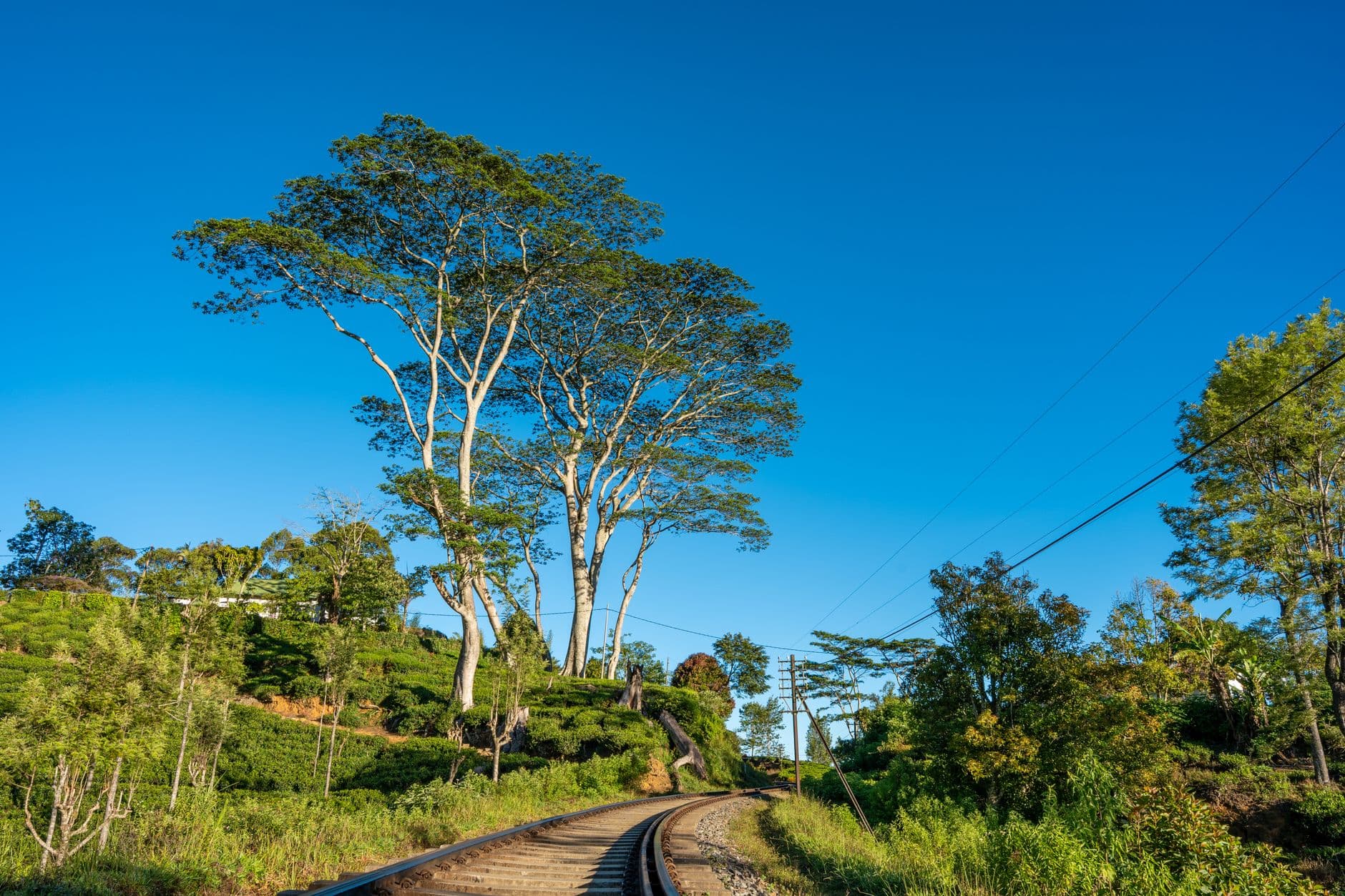 El tren del té