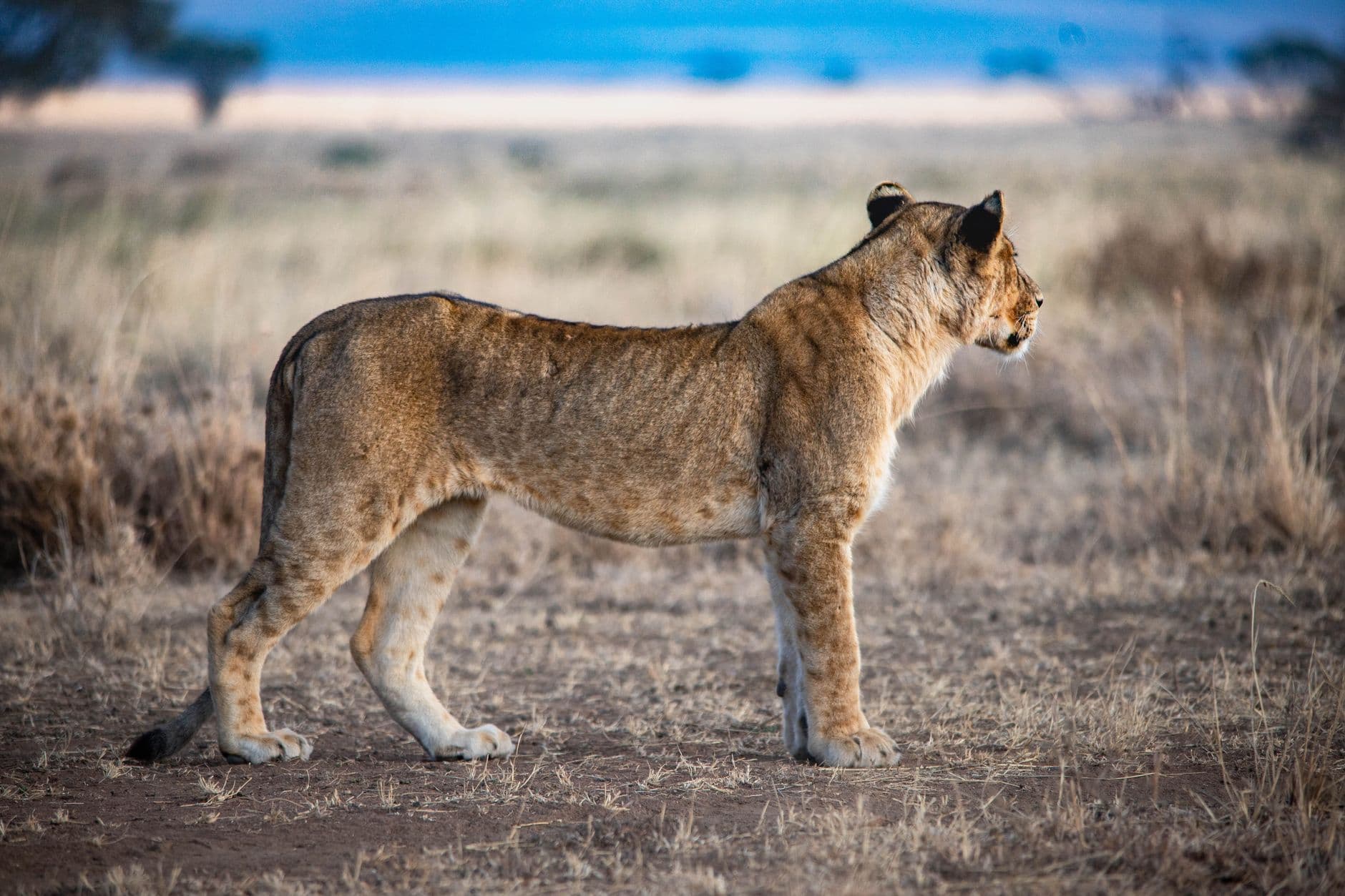 El Rey León, en vivo