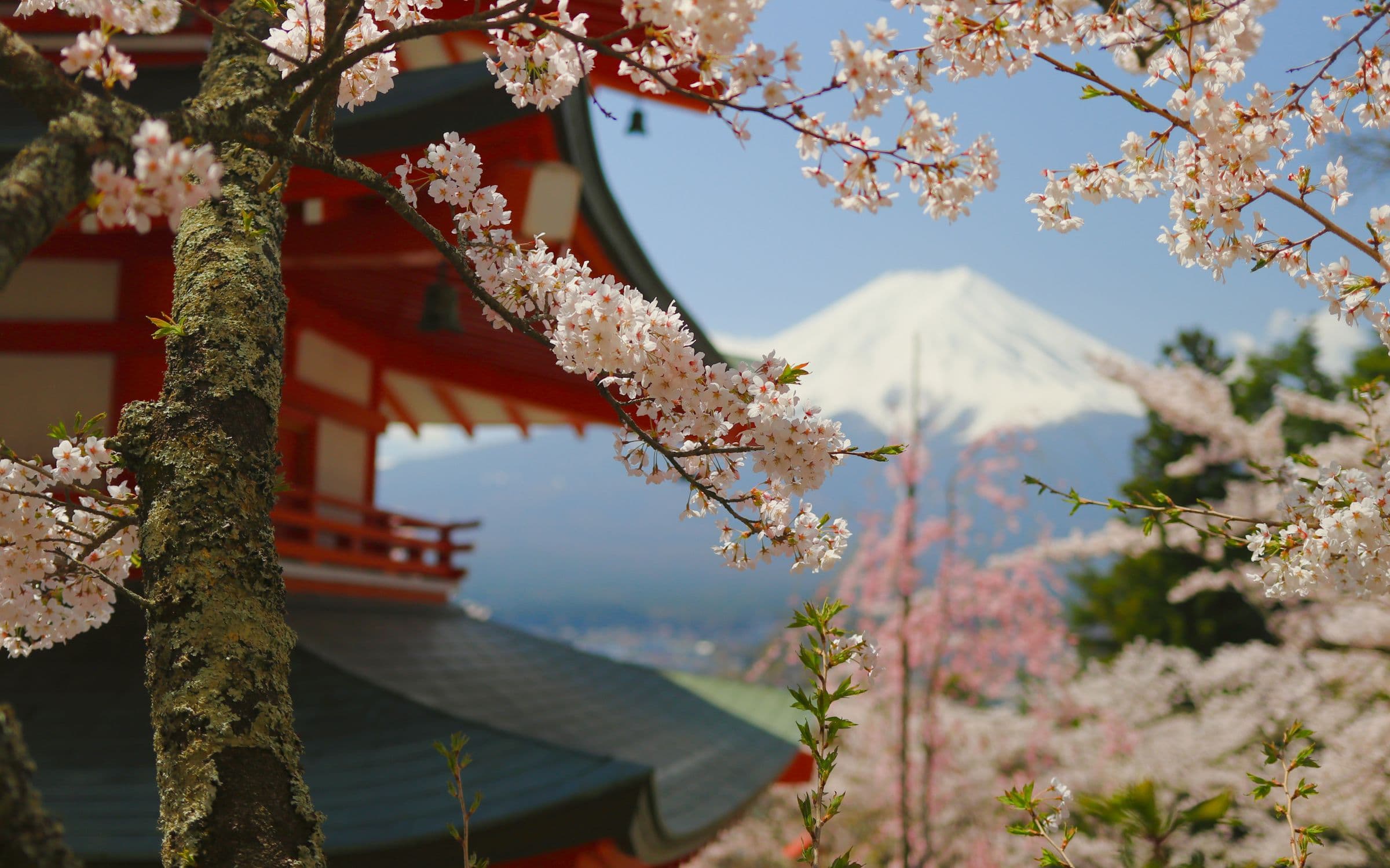 Cerezos y ryokan