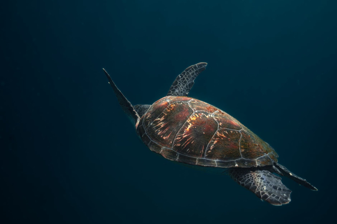 Tortugas en las Gili