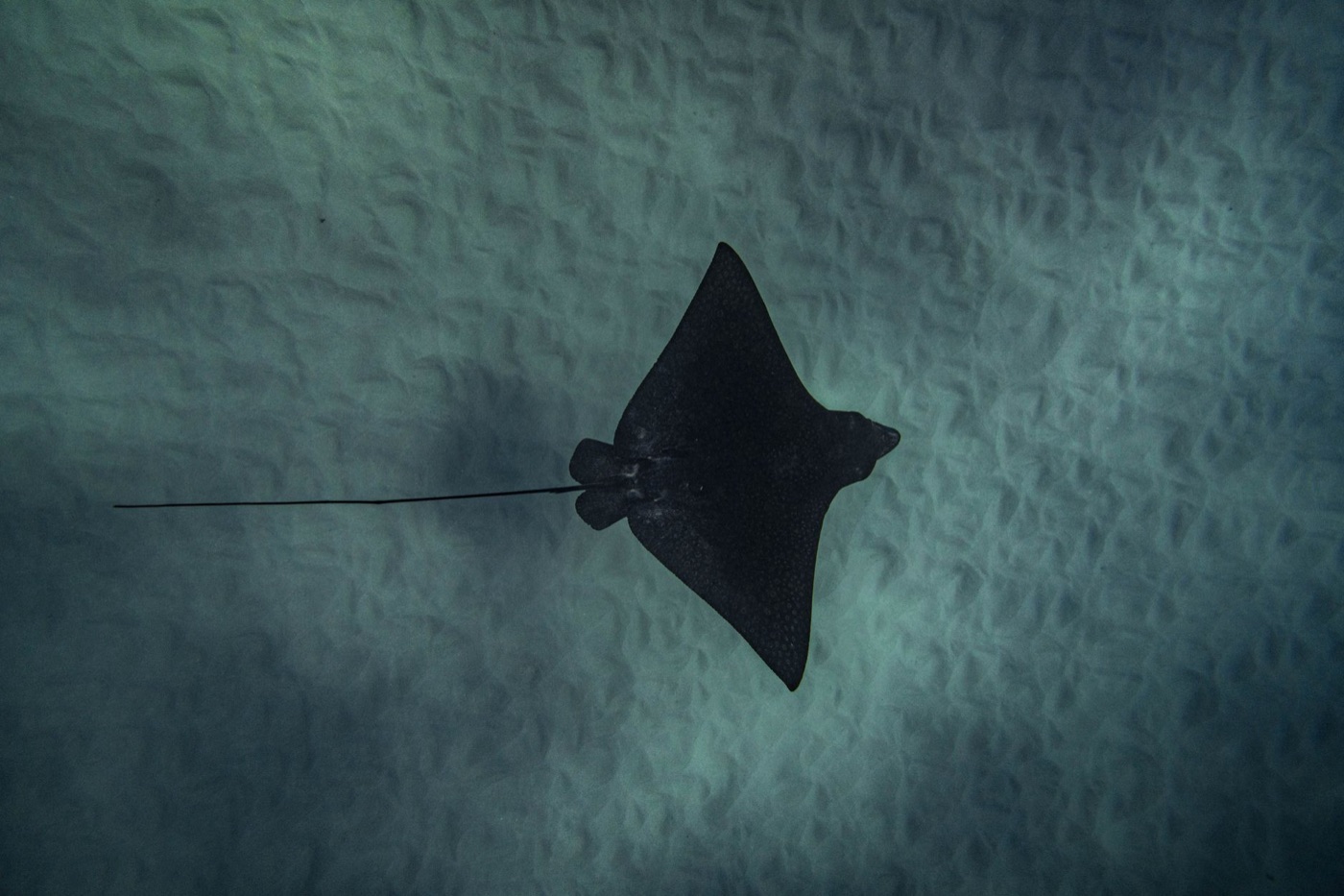 Mantarrayas en Hanifaru