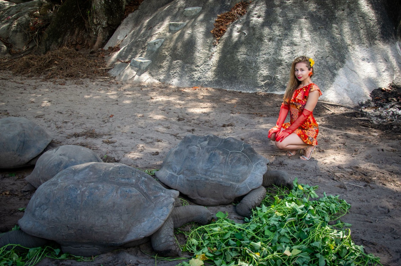 Tortugas gigantes