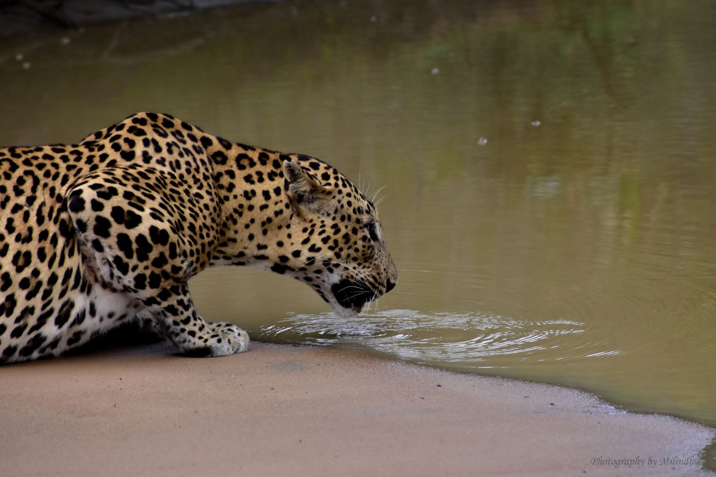 Safari en Yala