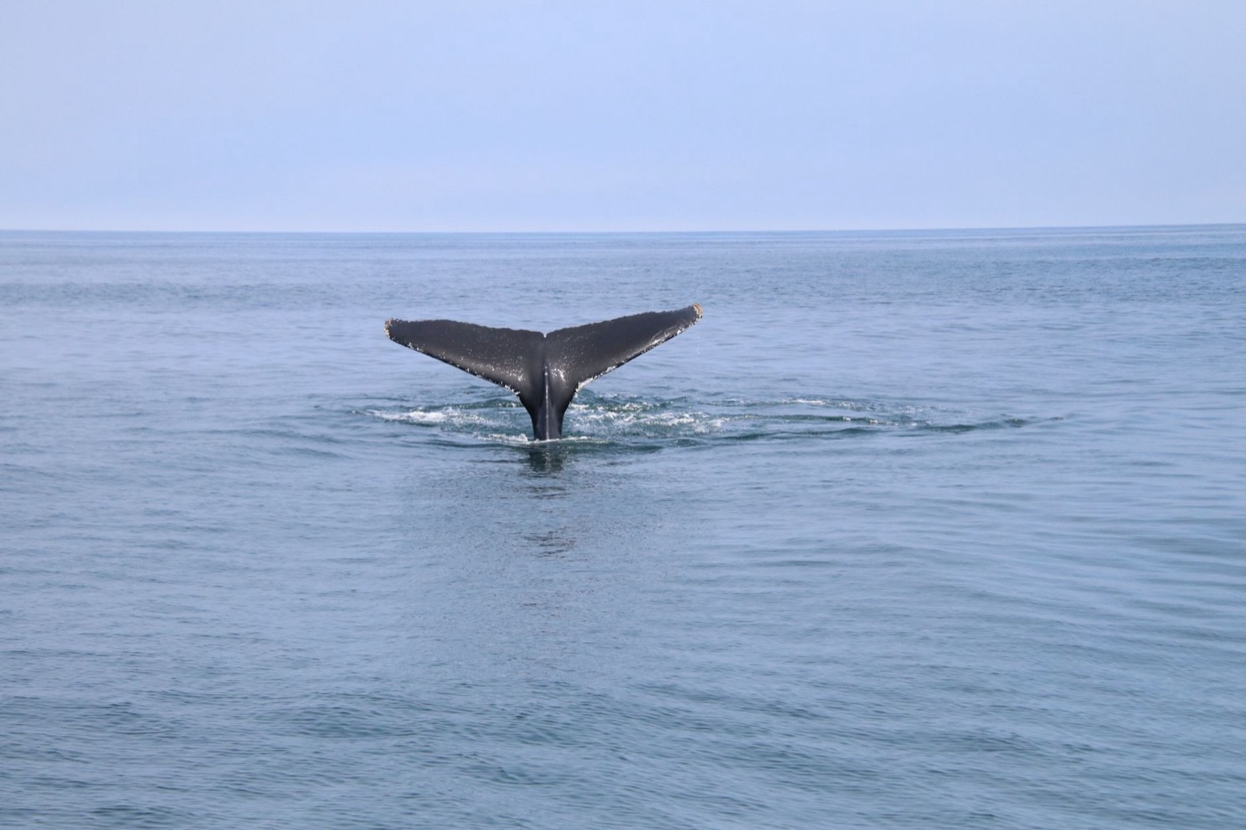 Sur de ballenas