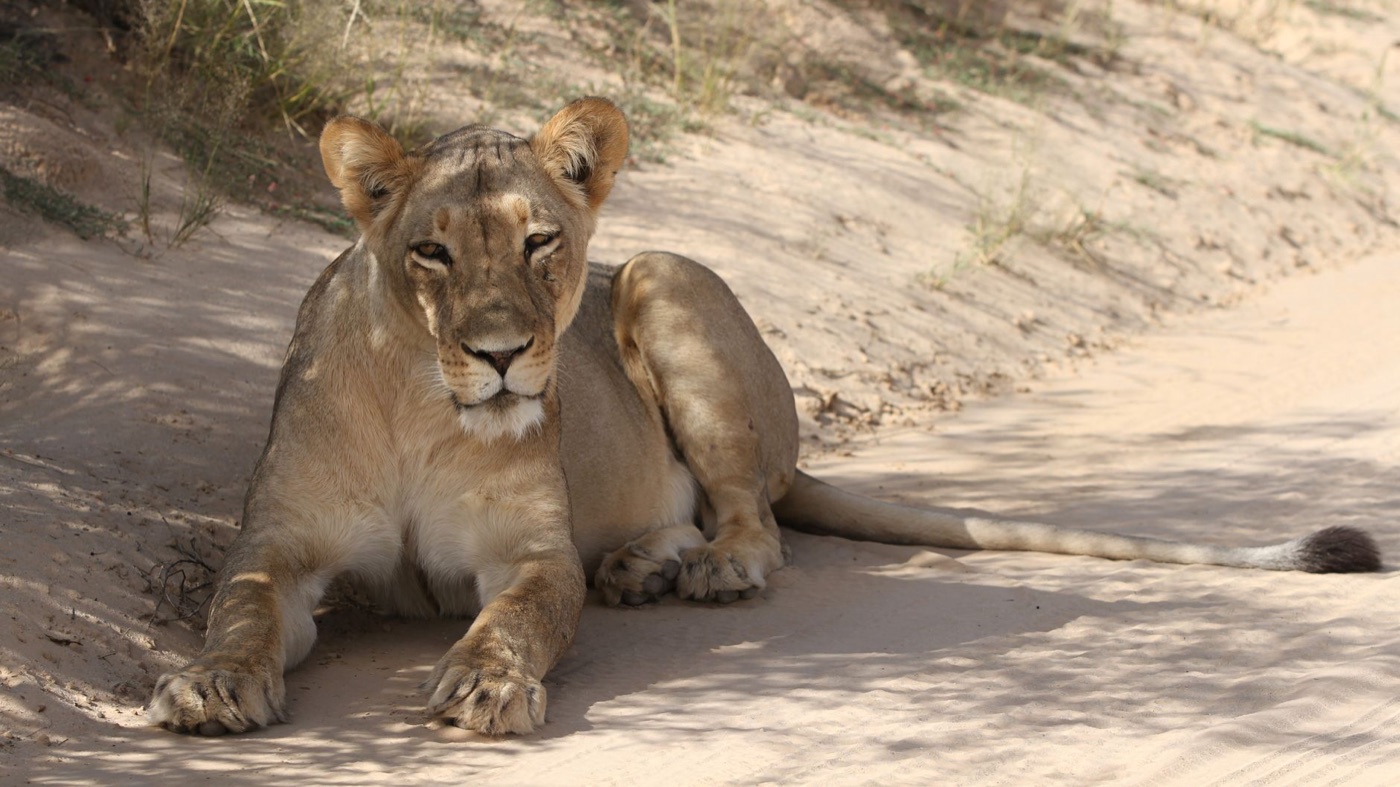 Safari en Sabi Sands