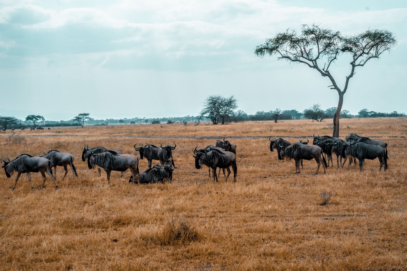 El Serengeti