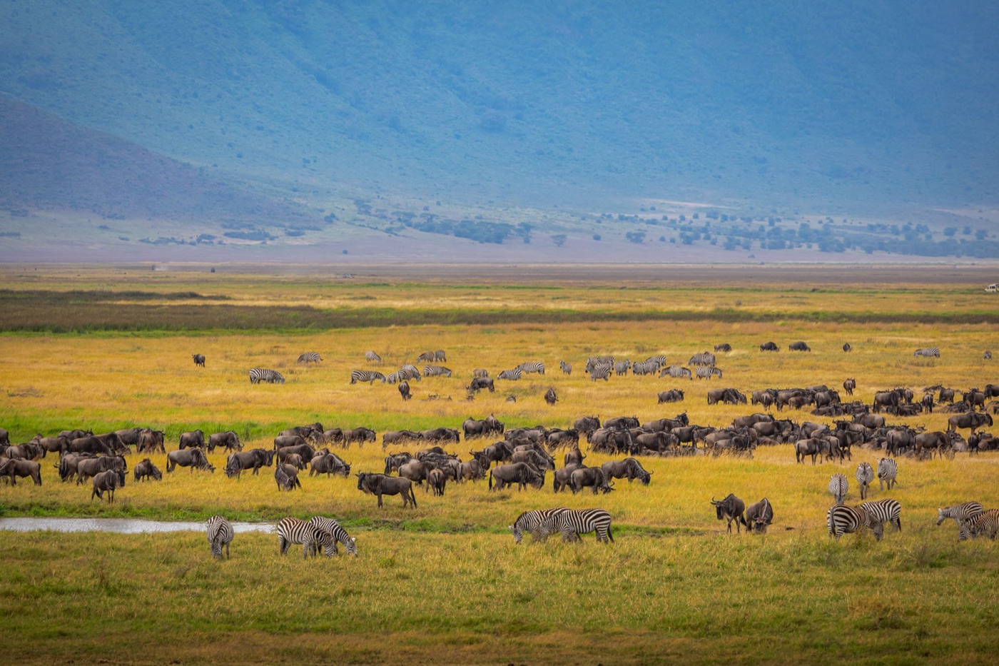 Cráter del Ngorongoro
